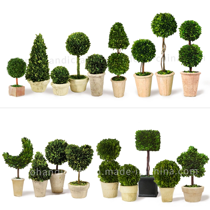 100% Natural Preserved Boxwood Topiary Bonsai Modern Home Floral Greenery